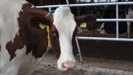 Earlybird Blog I ETH AgriTechDay 2019